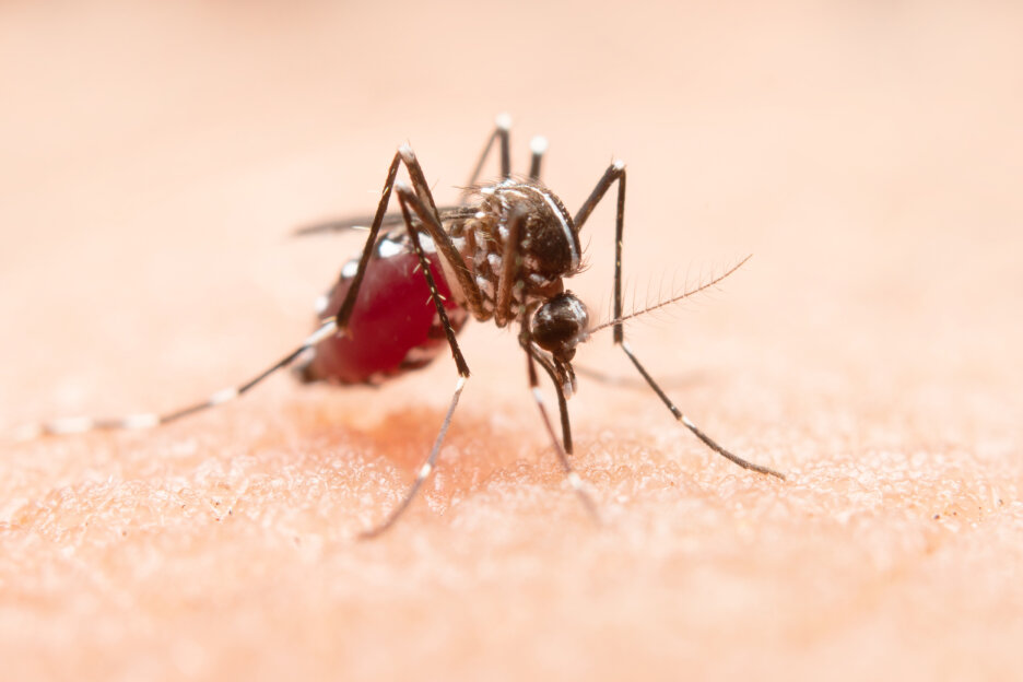 Pesquisadores usam inteligência artificial para prever casos de dengue