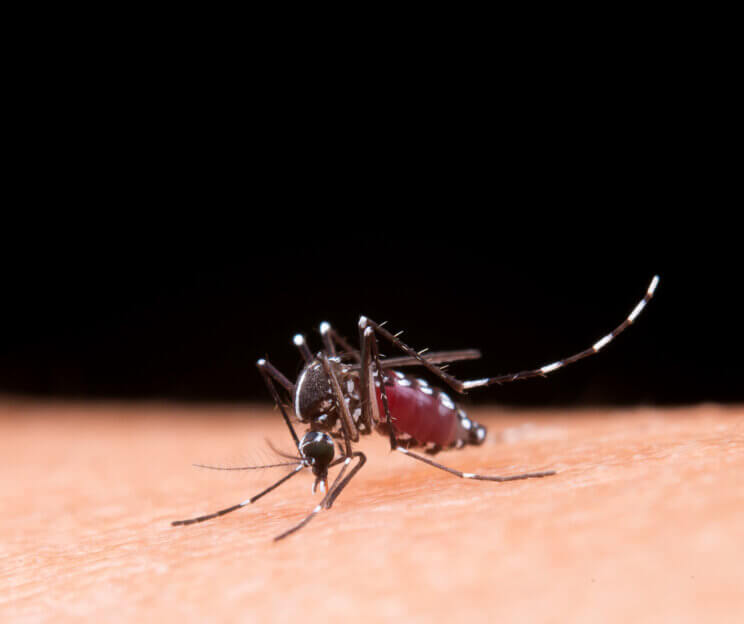 Pesquisadores brasileiros publicaram artigo científico com técnica baseada em inteligência artificial que prevê surto de dengue com seis semanas de antecedência